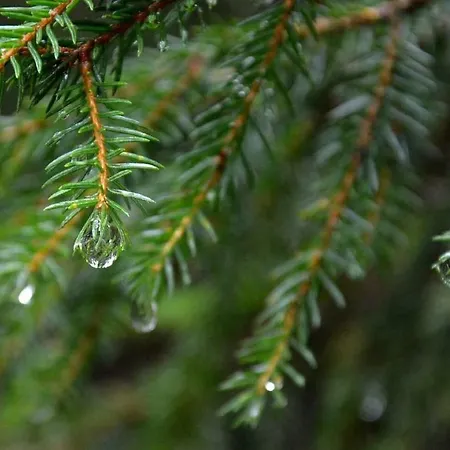 Bernardin Guest house Stara Lesna